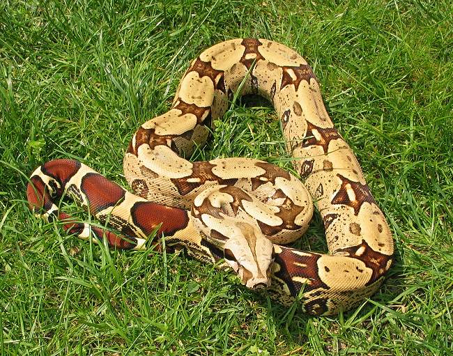 Red Tailed Boa Constrictor