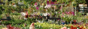Discover Beautiful Houseplants such as bamboo, ferns, orchids, kalanchoes and more at Alsip Home & Nursery