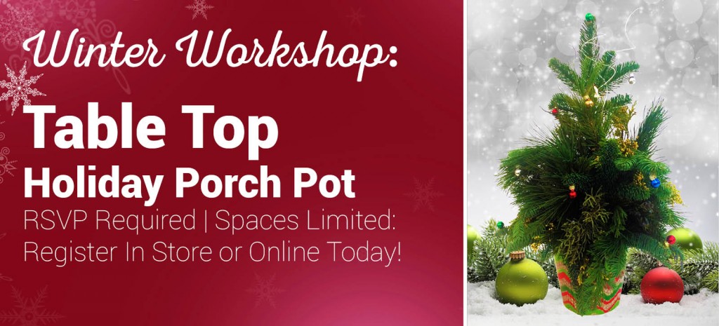 Create a darling Table Top Porch Pot during our Winter Workshop!