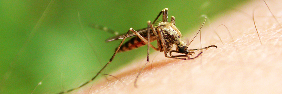 Five Ways to Repel Mosquitoes