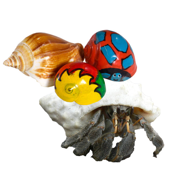 Hermit Crab Workshop for Kids