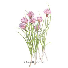 CHIVES COMMON HEIRLOOM SEEDS