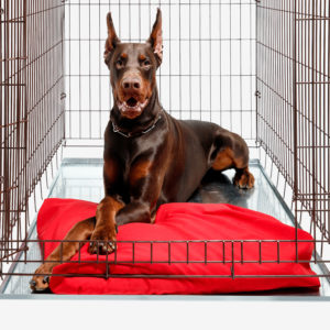 Dog Crates, Gates, & Containment