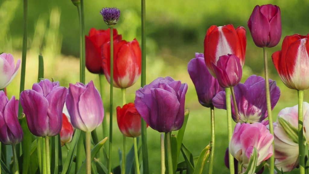 Plant Fall Bulbs Now for Spring Bursting Blooms