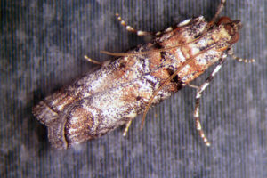 Zimmerman Pine Moth