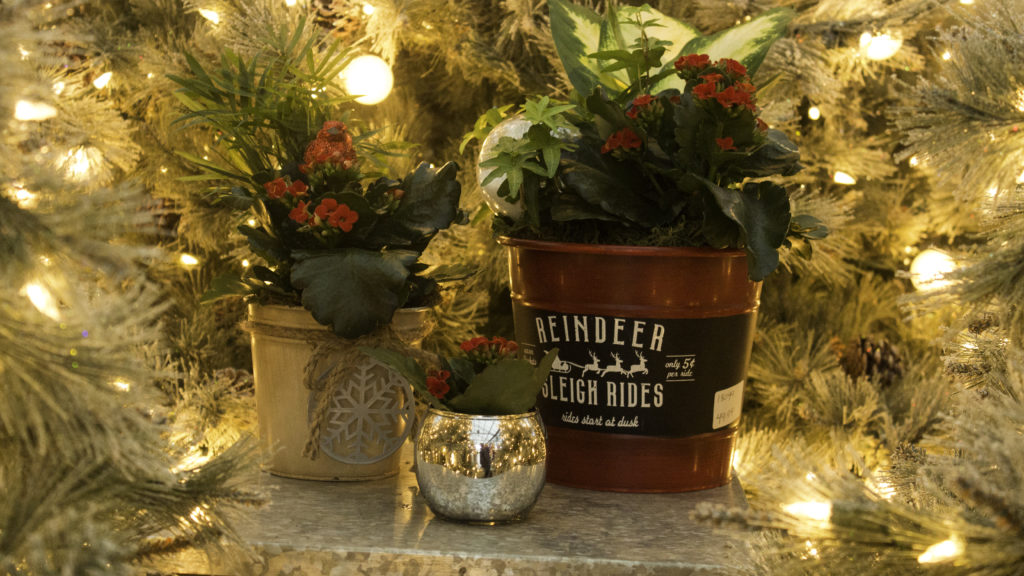 Holiday Gift Plants