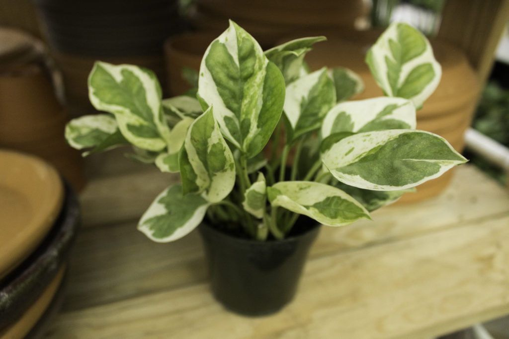 Pothos are one of many houseplants that help freshen the air in your home.