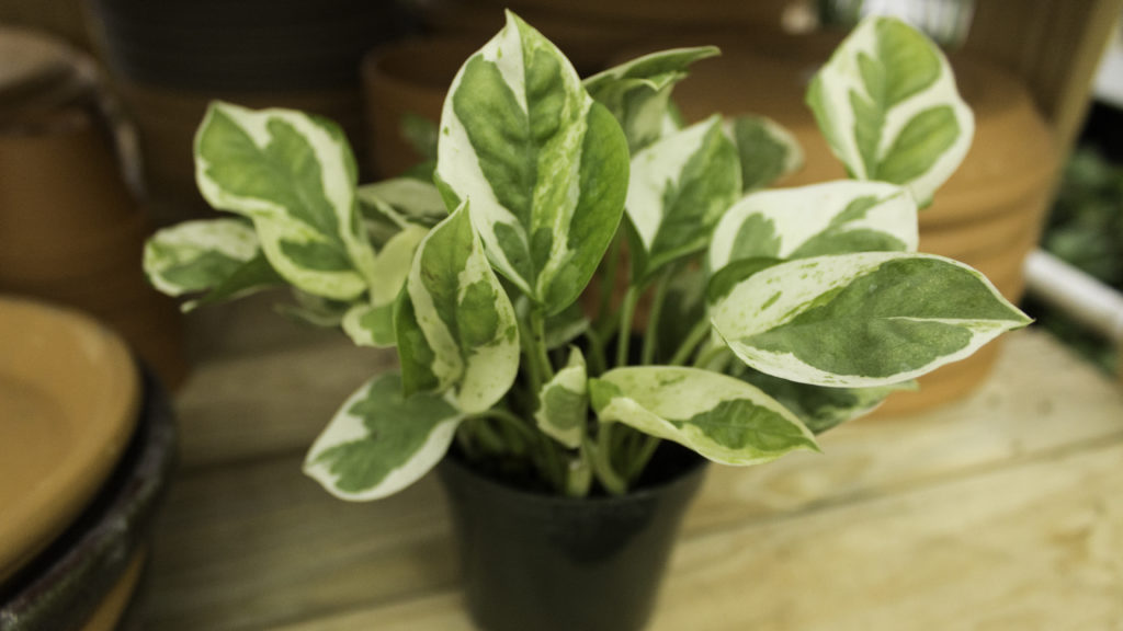 Pothos are one of many houseplants that help freshen the air in your home.