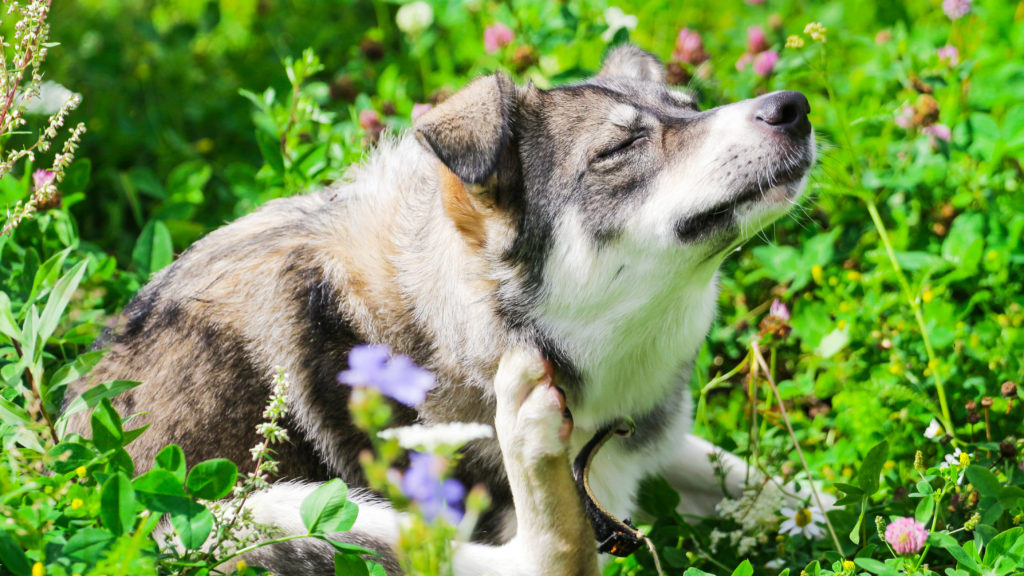 Dog in flower field scratching his ear.