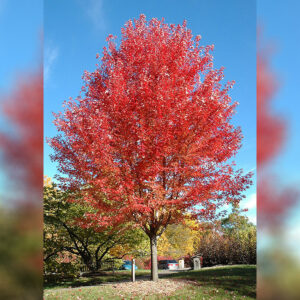 Maple Tree, Autumn Blaze, 15 Gallon