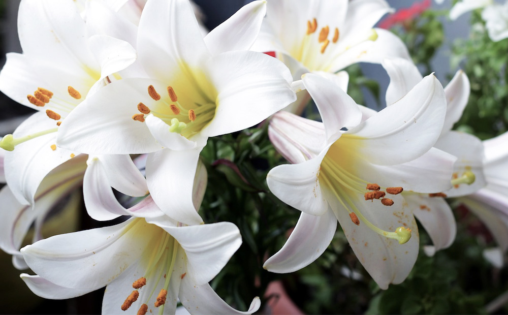 The Meaning of Easter Lilies and Other Seasonal Plants - Alsip Home &  Nursery