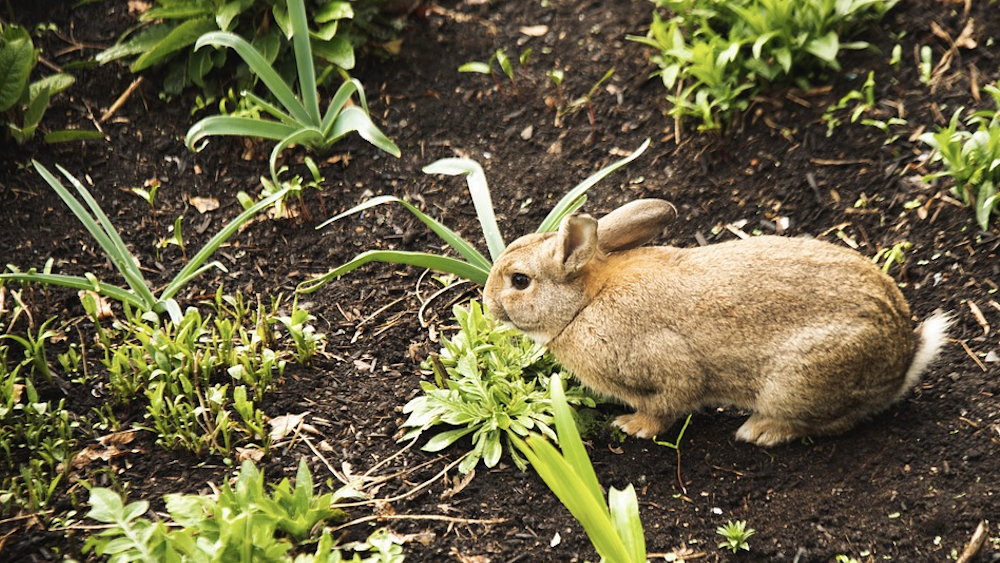 rabbit garden damage