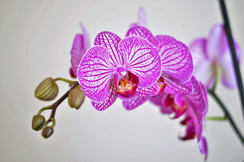 Pink and white striped orchid.