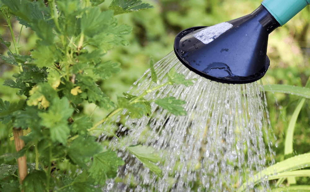 irrigation drought-tolerant plants watering tips st john