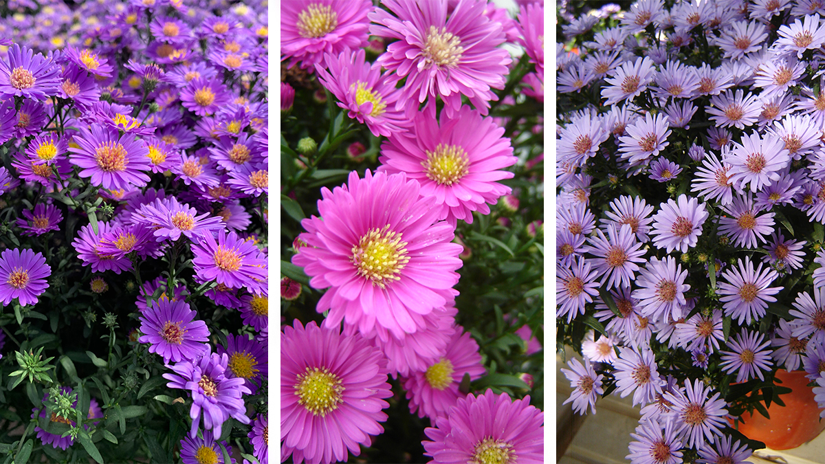 All About Asters Alsip Home Nursery