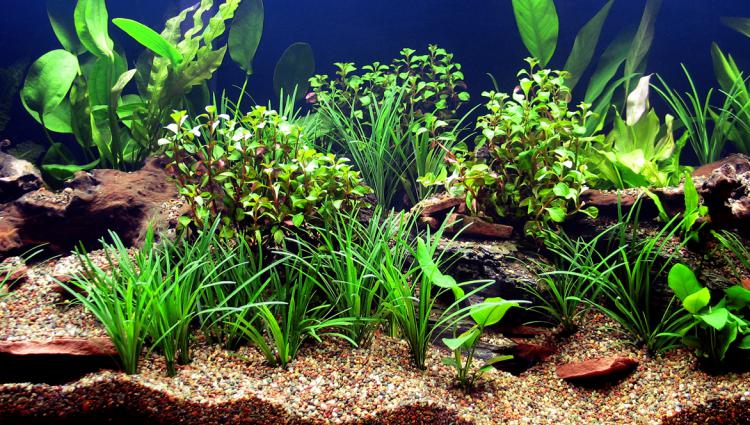 How To Create A Freshwater Aquarium Plant Guide