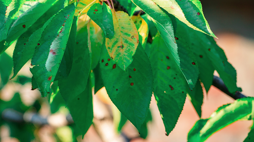 how-to-combat-houseplant-pests-and-diseases-leaf-spots-disease