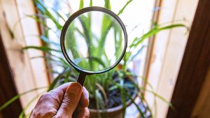 how-to-combat-houseplant-pests-and-diseases-magnifying-glass-houseplant-feature