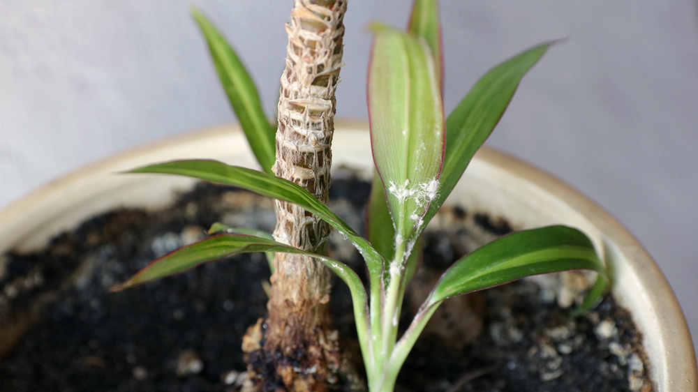 how-to-combat-houseplant-pests-and-diseases-white-mealybug-on-houseplant