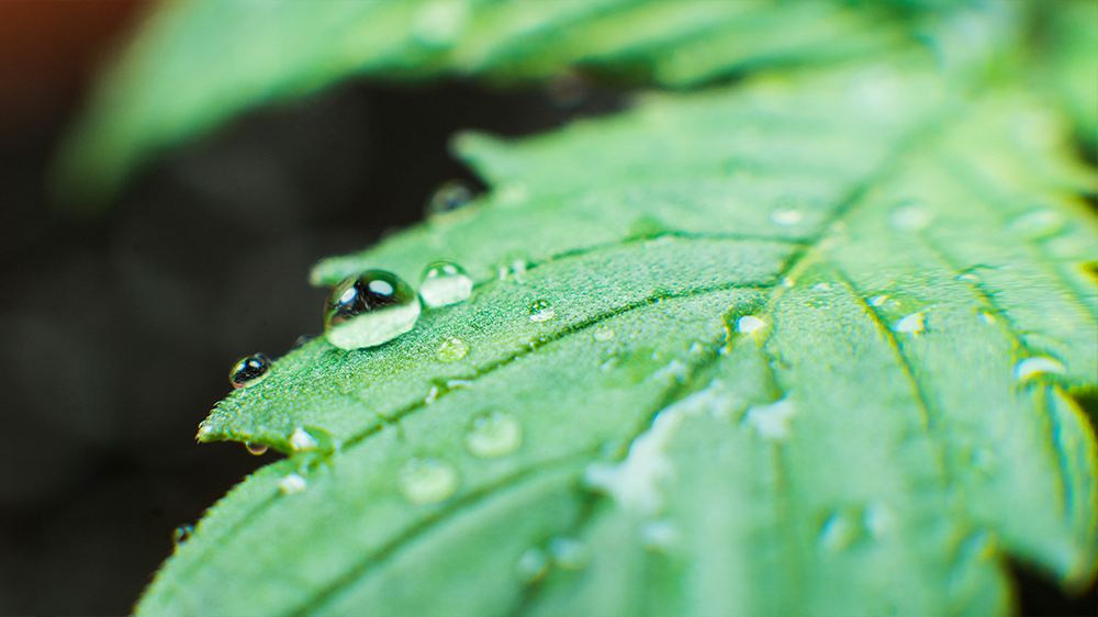 merry-jane-january-growing-hemp-in-the-illinois-home-macro-water-leaf-hemp