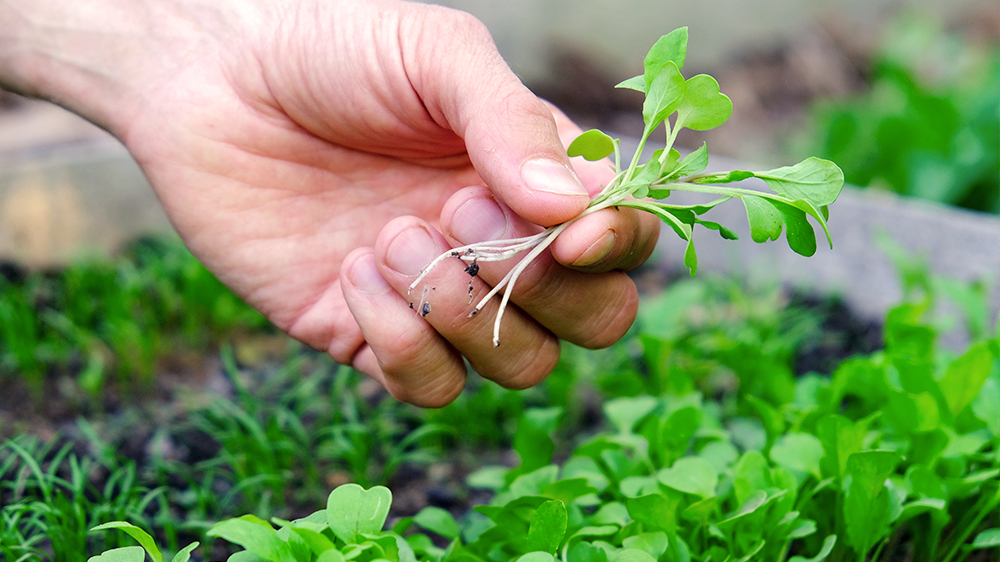 how-to-grow-microgreens-person-holding-sprouts