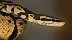 Ball Python Snake