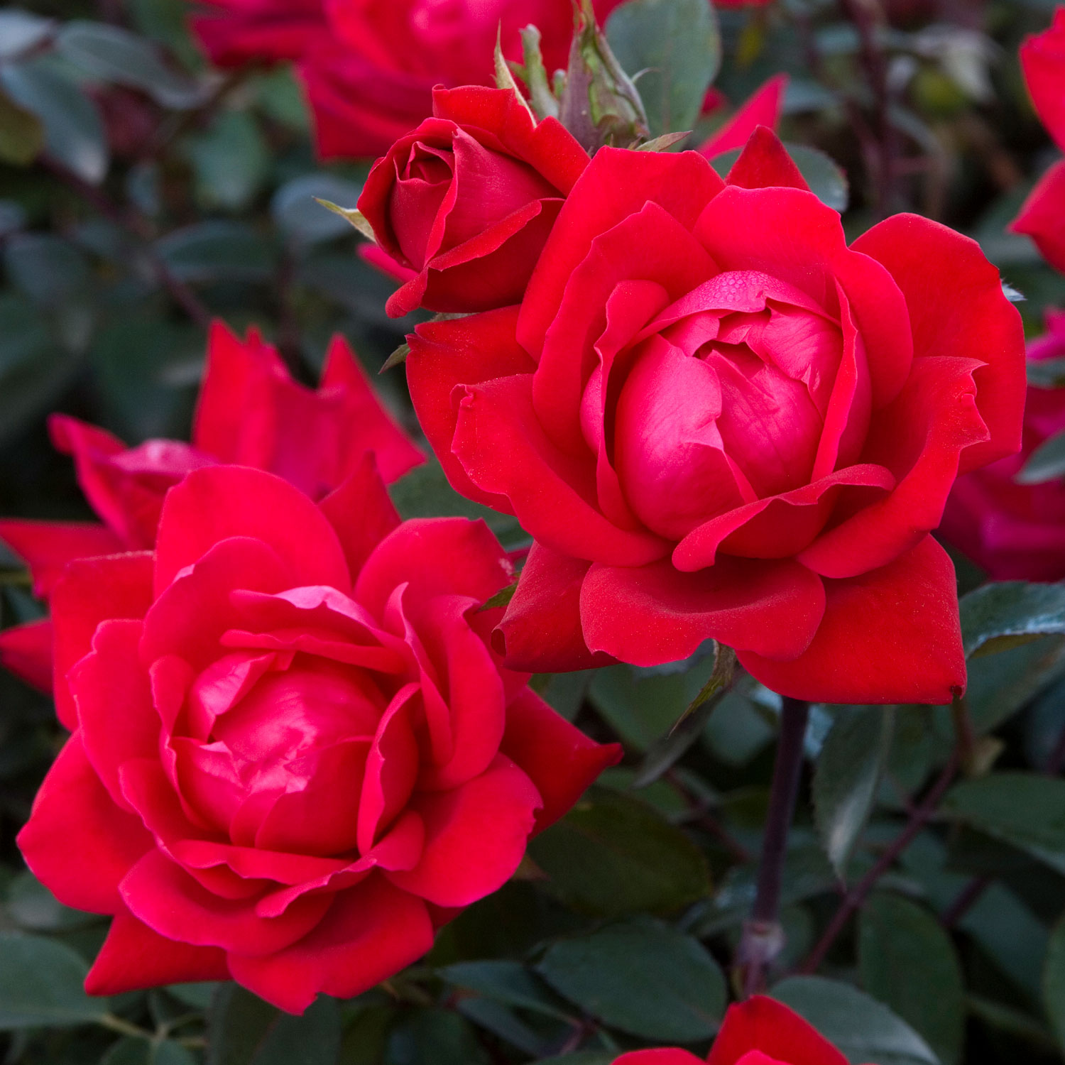 Rose, Red Double Knock Out Flowering Shrub, 2 Gallon Container - Alsip ...