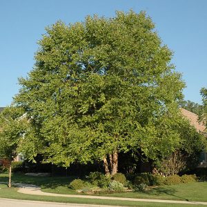 Birch Tree, Cully, MS, 25 Gallon