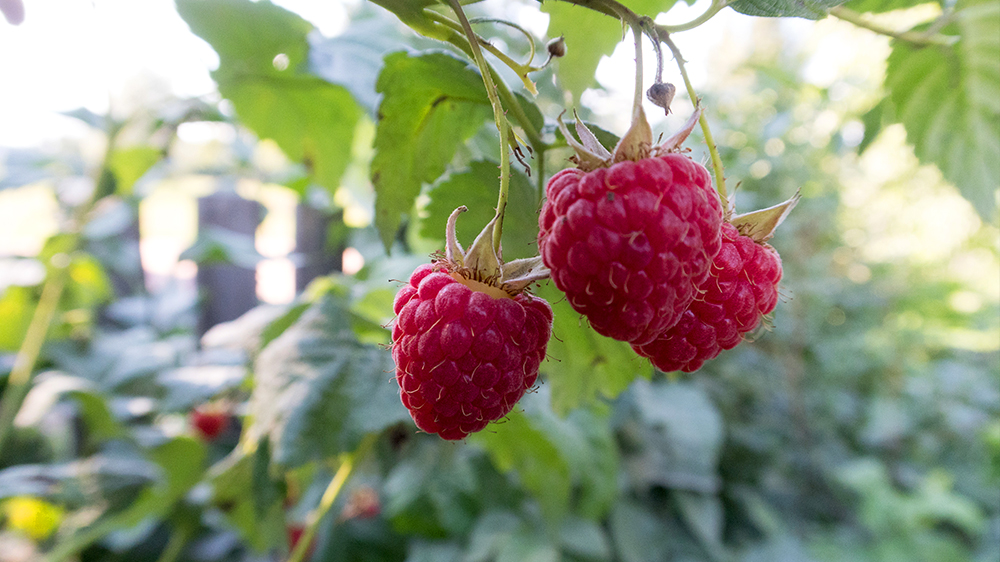 9-kitchen-garden-edibles-homegrown-raspberries
