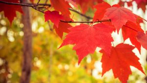 best-trees-to-plant-arbor-earth-day-october-maple-2