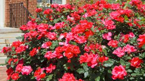 plants-perform-double-duty-knockout-roses