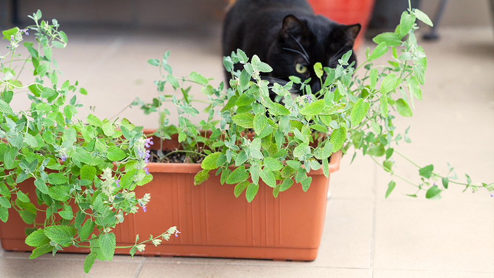 alsip-nursery-cat-approved-plants-catnip-black-cat