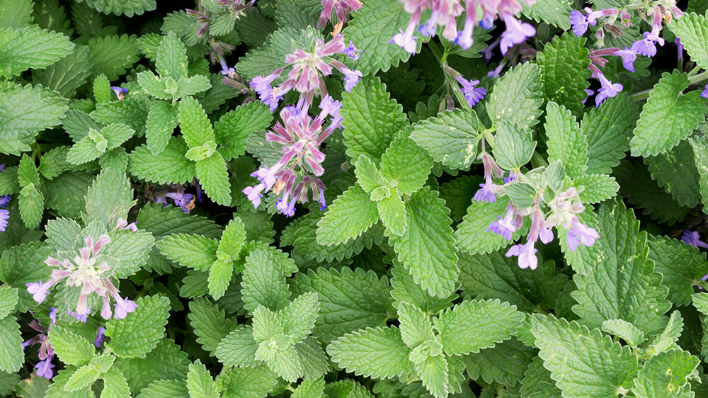 alsip-getting-rid-of-mice-safely-catmint-catnip