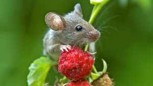 alsip-getting-rid-of-mice-safely-mouse-with-raspberry