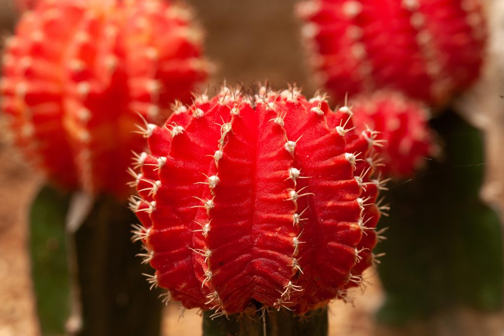 aries ruby ball cactus houseplant horoscope alsip nurseries