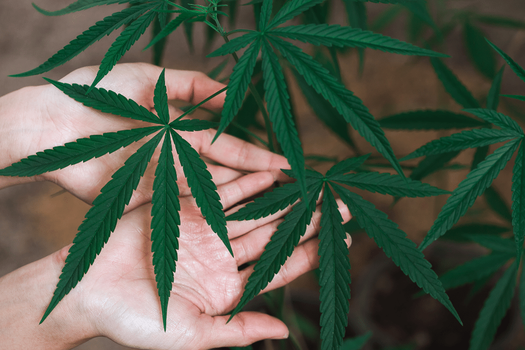 Alsip Cannabis Cultivation marijuana leaves close up