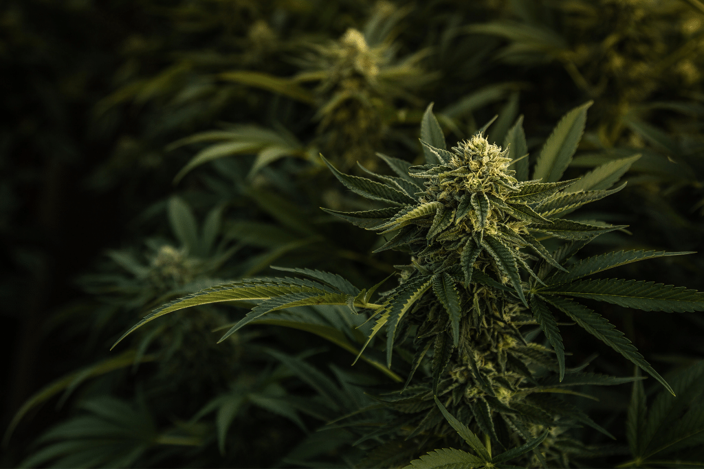 Alsip Cannabis Cultivation mature marijuana plant close up