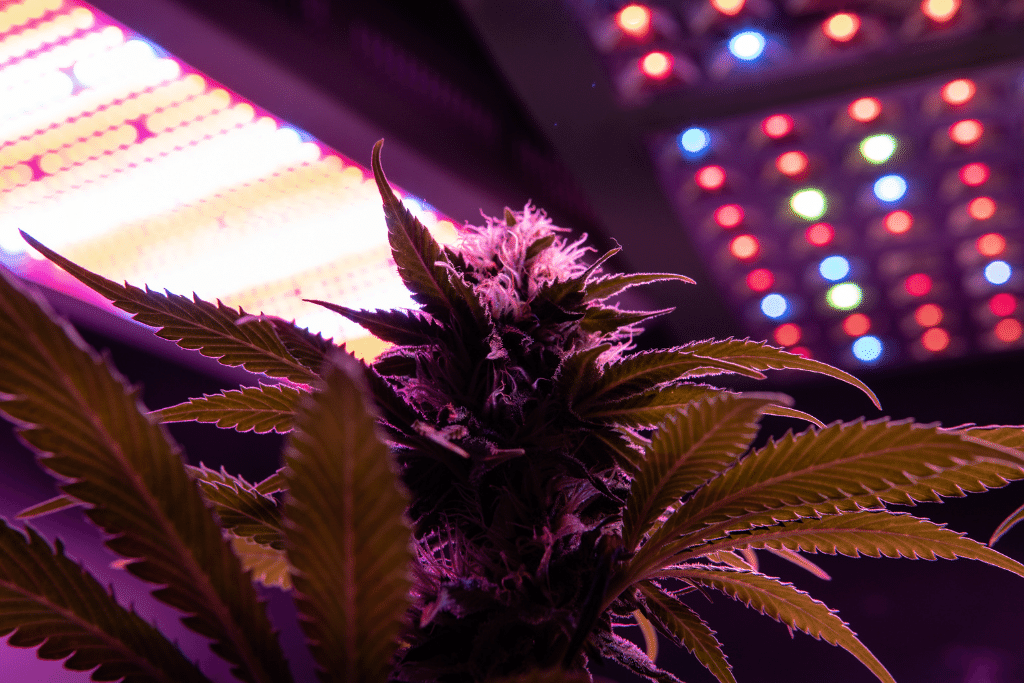 Alsip Cannabis Cultivation marijuana plant close up under indoor grow light