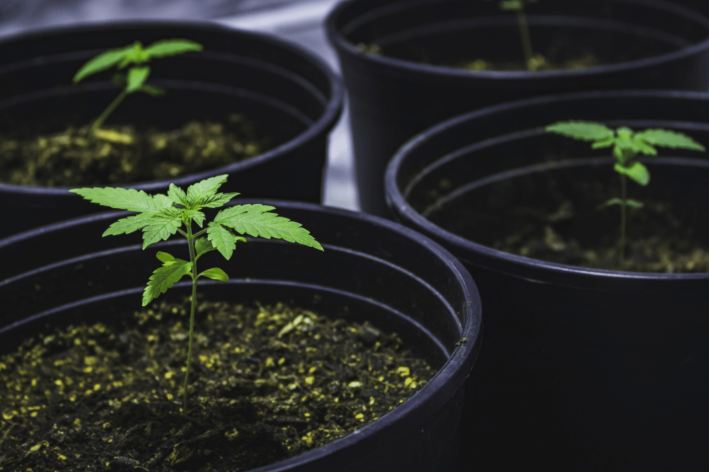 Alsip Cannabis Cultivation marijuana plant soil care