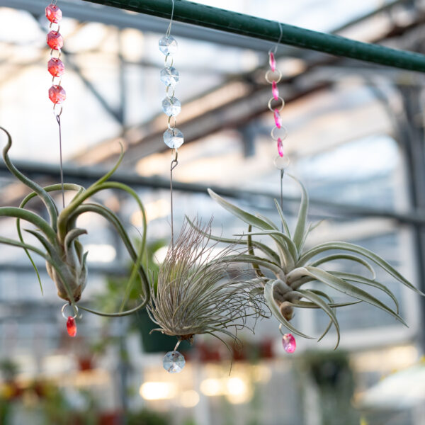 Hanging Airplant Charm