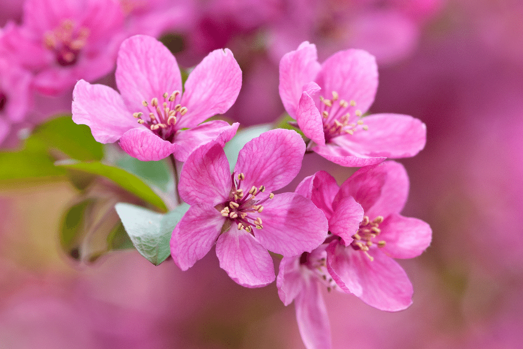 beautiful close up of a crabapple bloom alsip nurseries