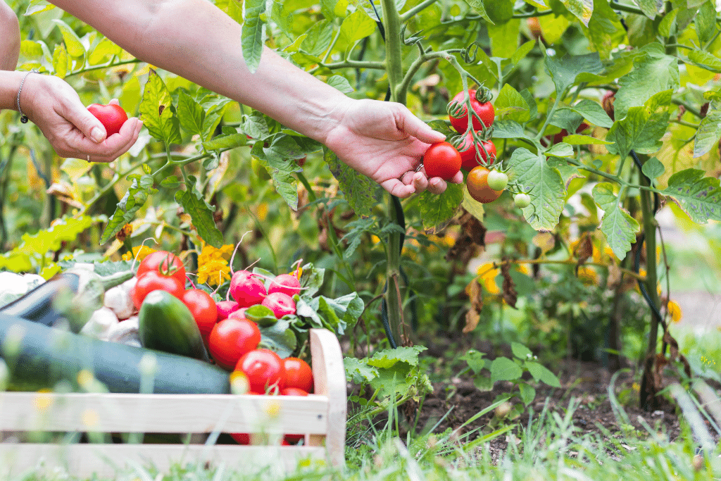 gardener picking tomatoes in a vegetable garden during the early spring alsip nurseries