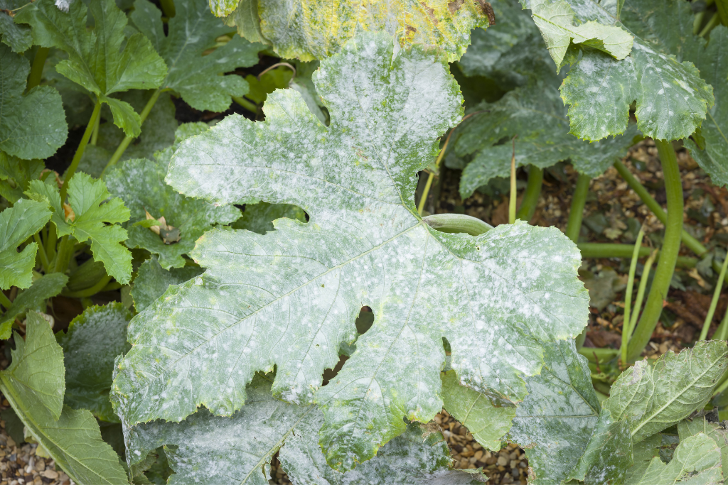 powdery mildew on a tomato plant leaf alsip nurseries