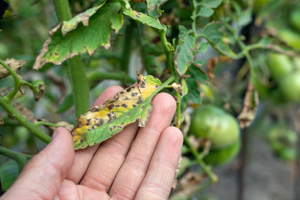 septoria leaf spot on a rotting tomato plant alsip nurseries