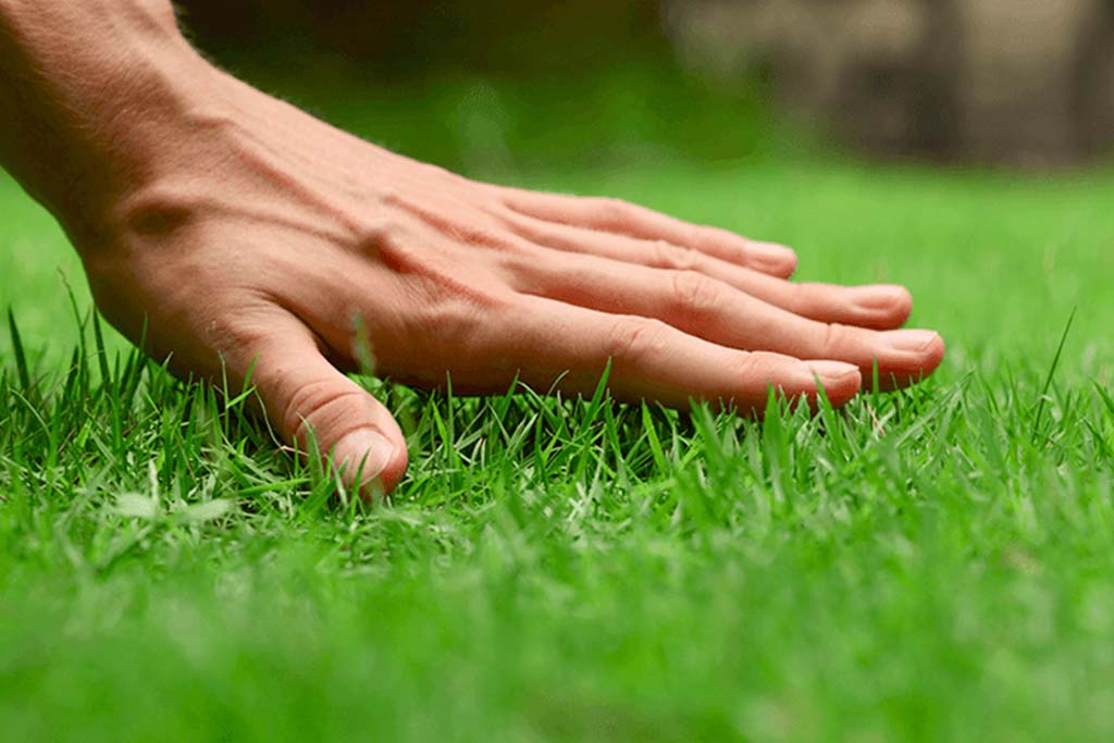 touching grass Alsip nursery