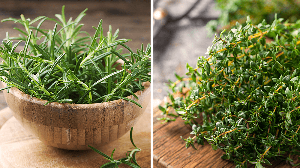 Alsip-Nursery-rosemary-and-thyme.png