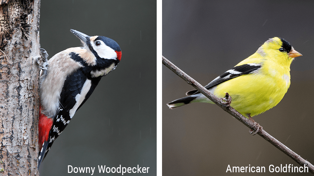 downy woodpecker bird and american goldfinch bird
Alsip Nursery
