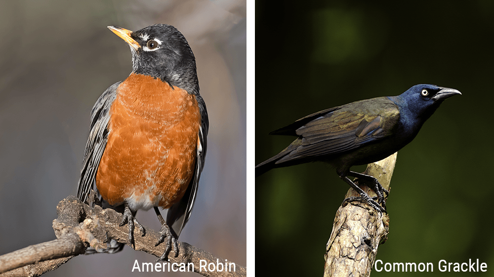 american robin bird and common grackle bird
Alsip Nursery