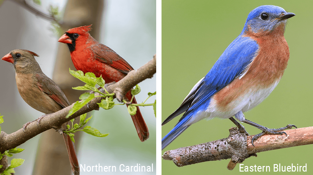 northern cardinal bird and eastern bluebird bird
alsip nursery