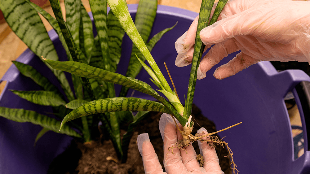 propagation of snake plant by division alsip nursery
